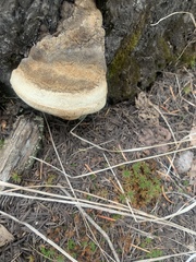 Laricifomes