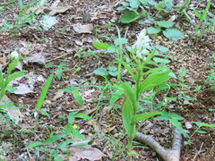 Cephalanthera erecta