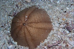 Echinolampas crassa