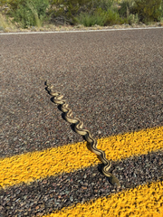 Bogertophis subocularis