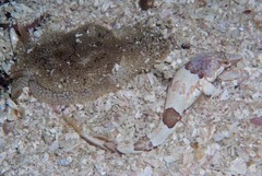 Pavoclinus smalei