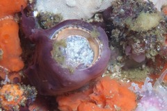 Thylacodes natalensis