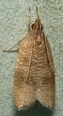 Psilocorsis cryptolechiella