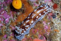 Aphelodoris brunnea