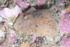 Mandelia mirocornata