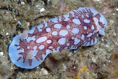 Aphelodoris brunnea