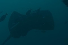 Bathytoshia brevicaudata