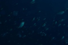 Pachymetopon blochii