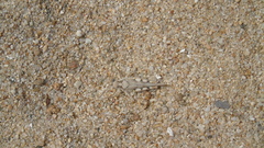 Heliastus sumichrasti