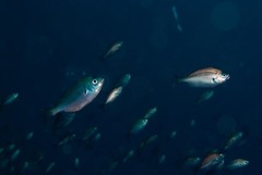 Pachymetopon blochii