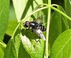 Eristalis saxorum