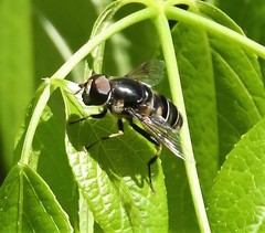 Eristalis saxorum
