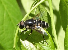 Eristalis saxorum