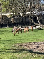 Tragelaphus
