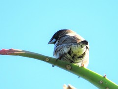 Spermestes cucullata scutata