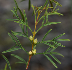 Boronia bowmanii