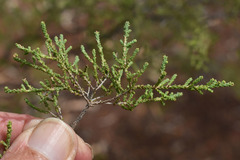 Calytrix exstipulata