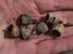 Eucalyptus tetrodonta