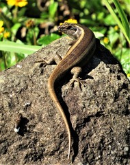 Trachylepis striata