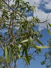 Melaleuca viridiflora attenuata