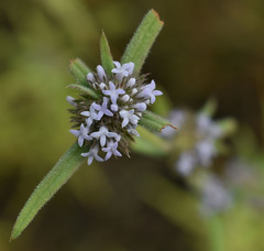 Spermacoce brachystema