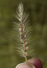 Setaria surgens