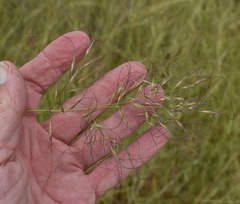 Eriachne stipacea