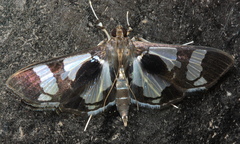 Desmia bajulalis