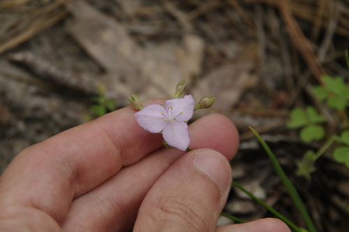 Image of Callisia rosea by (c) Eric Knight, some rights reserved (CC BY)