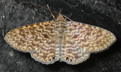Dialithis gemmifera