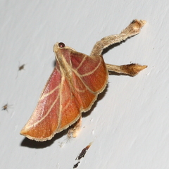 Pachypodistes goeldii