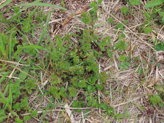 Veronica arvensis