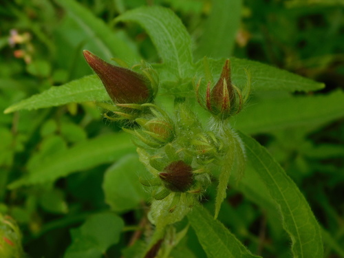 Abelmoschus moschatus iNat (2)