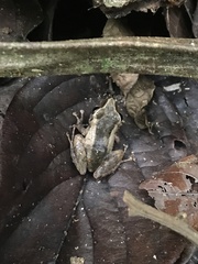 Pristimantis cerasinus