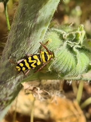 Plagionotus bobelayei