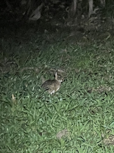 Central American Lowland Forest Cottontail