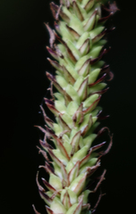 Carex emoryi