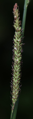 Carex emoryi