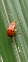 Aulacophora bicolor