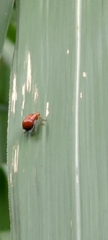 Aulacophora bicolor