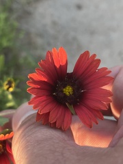 Gaillardia amblyodon