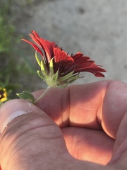 Gaillardia amblyodon