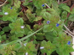 Veronica arvensis