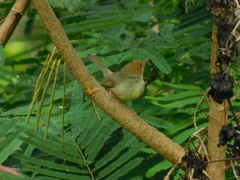 Orthotomus sepium