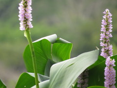 Pontederia