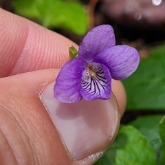 Viola howellii