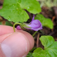 Viola howellii