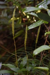 Goodyera procera