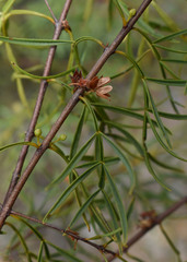 Boronia bowmanii