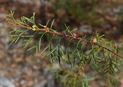 Boronia bowmanii